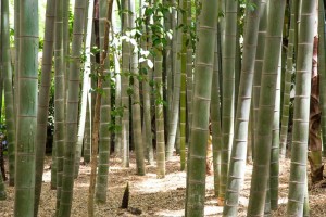 Tokijský bambusový háj