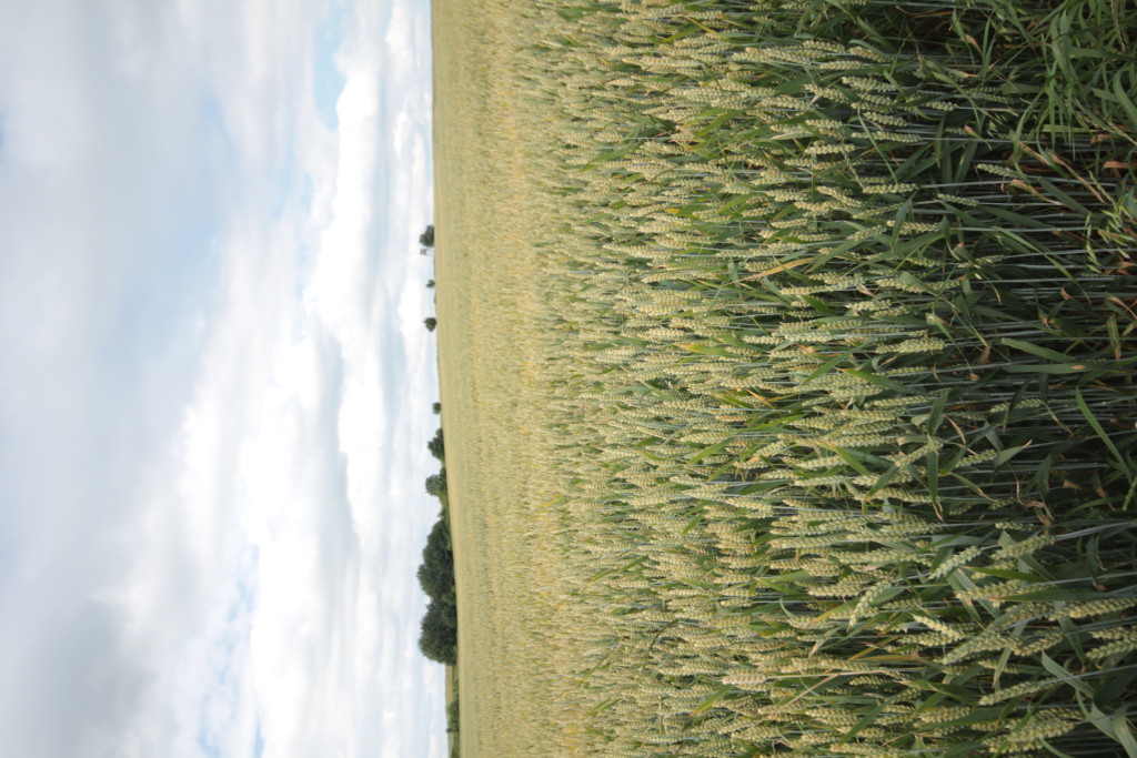 Ztráty ruských producentů obilí z pohyblivého vývozního cla přesáhly 1,55 miliardy USD - IKAR