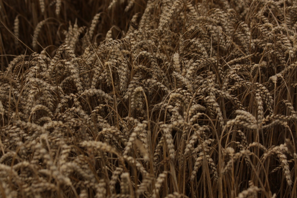 Sportbar Olymp s.r.o. IČO: 27560651