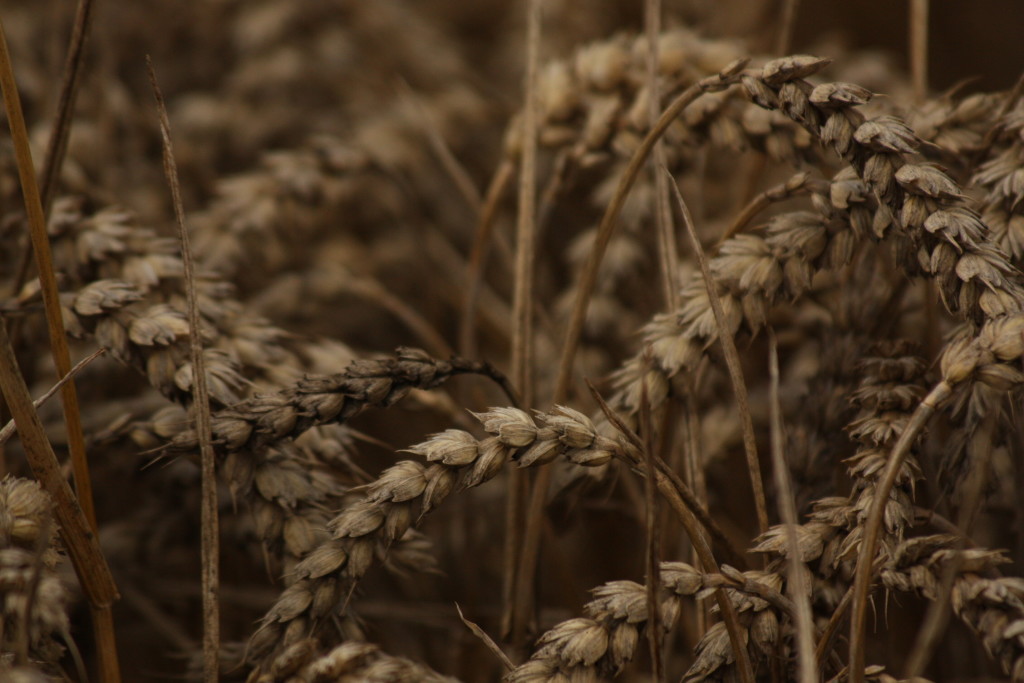 Kupující z 11 zemí v roce 2020 vznesli nároky na kvalitu obilí z Ruské federace - Centrum pro hodnocení kvality obilí