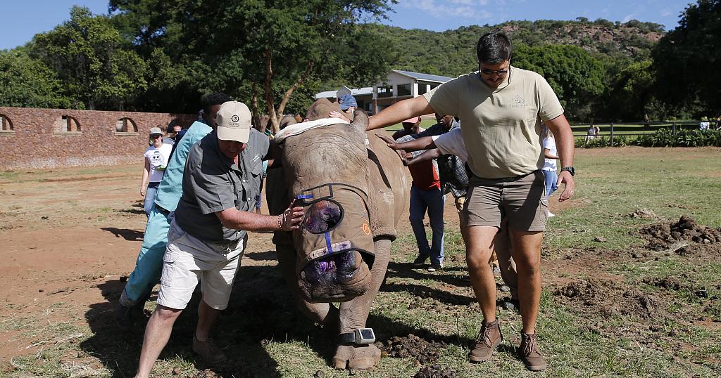 Největší farma na ochranu nosorožců na světě jde do dražby v Jižní Africe.