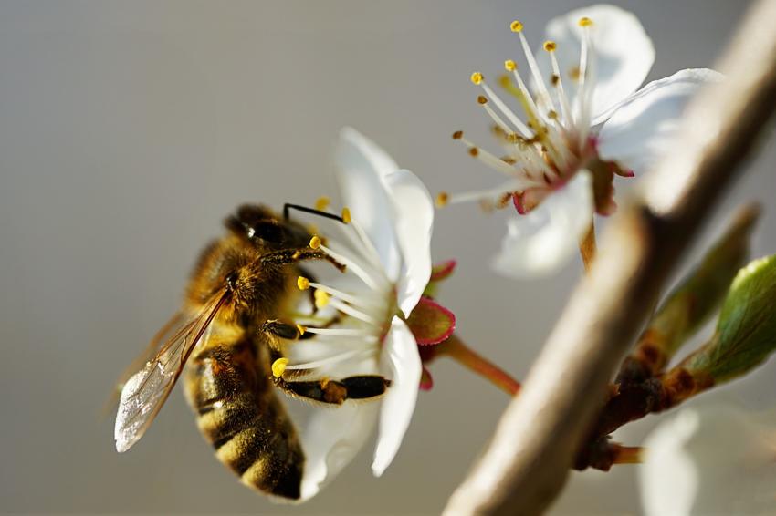 Včelaři Alentejo odhadují pokles produkce medu a litují nedostatečné podpory