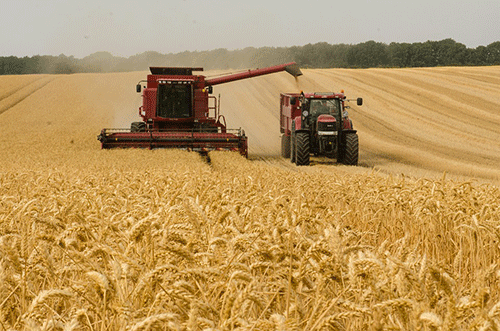 Dynamika obchodu k ovlivnění dostupnosti pšenice v Africe